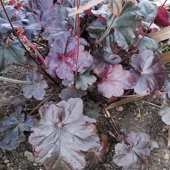 Plant image Heuchera 'Obsidian Coral bells'