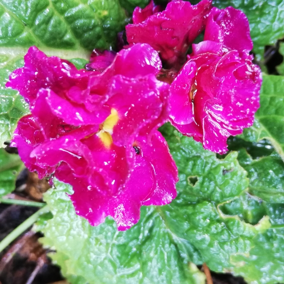 Plant image Primula belerina 'Valentine'