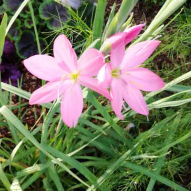 Hesperantha coccinea  syn. Schizostylis coccinea