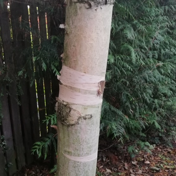 Plant image Betula pendula