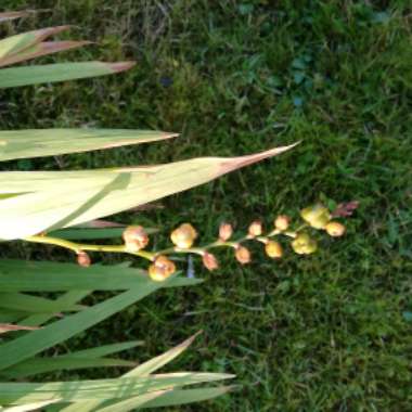 Crocosmia