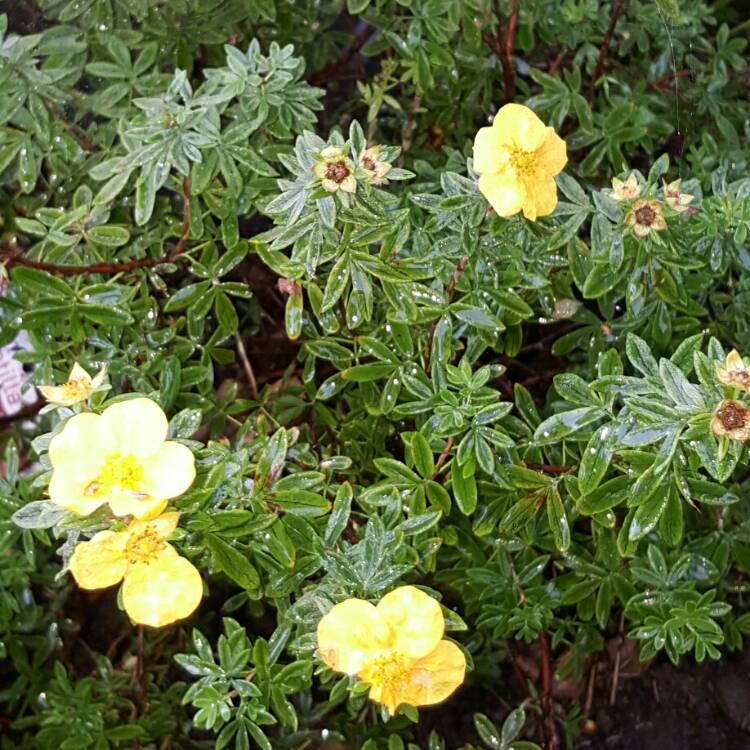 Plant image Potentilla fruticosa 'Mango Tango'