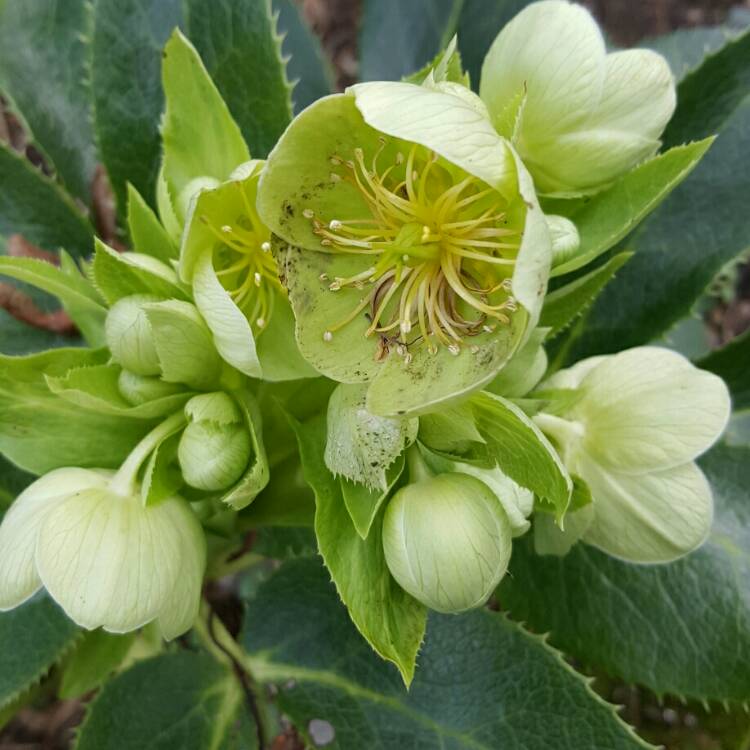 Plant image Helleborus argutifolius 'Silver Lace'