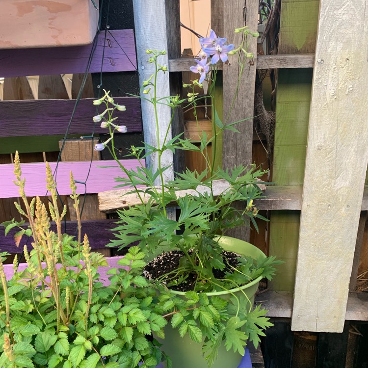 Plant image Delphinium 'Belladonna'