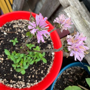 Bee Balm 'Petite Delight'