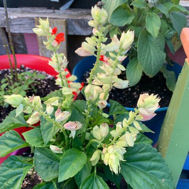 Salvia 'Reddy White Surprise'