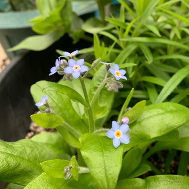 Common Forget-me-not