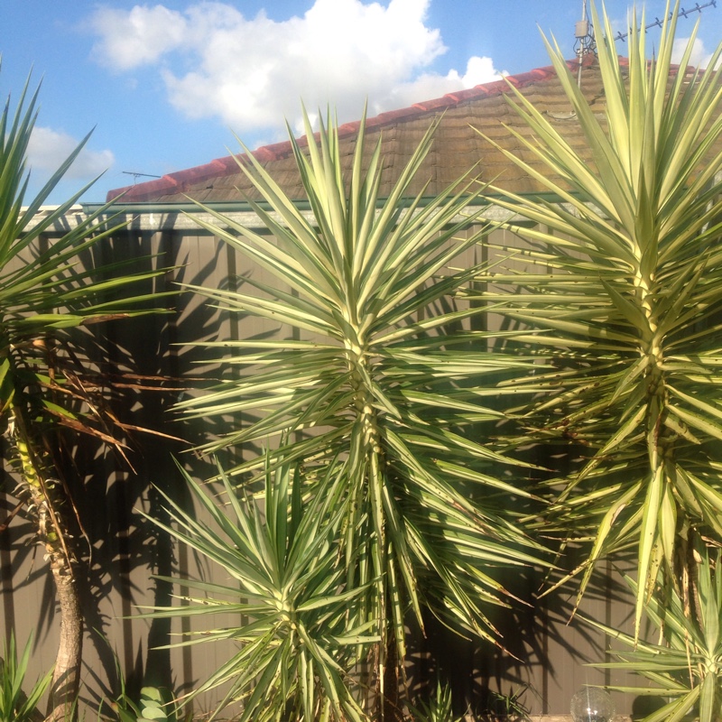 Plant image Yucca gloriosa 'Variegata'