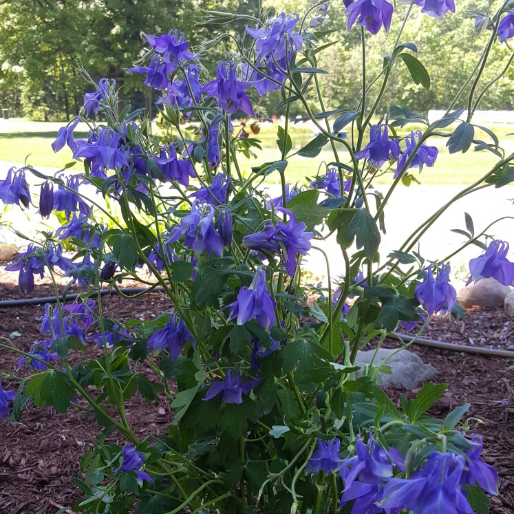 Plant image Aquilegia 'Hensoll Harebell'