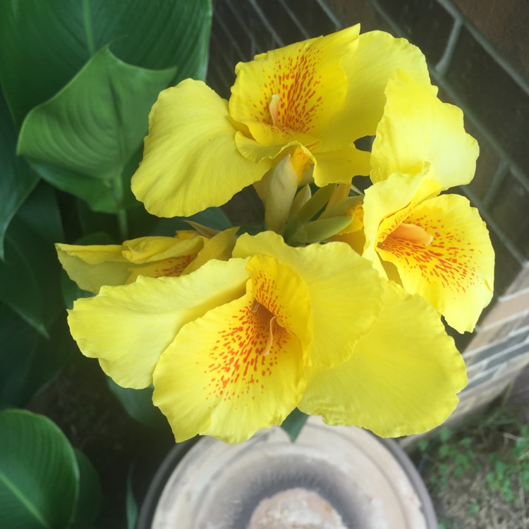 Plant image Canna 'Happy Emily' (Cannasol Series)