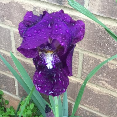 Louisiana Iris 'Jack Attack'