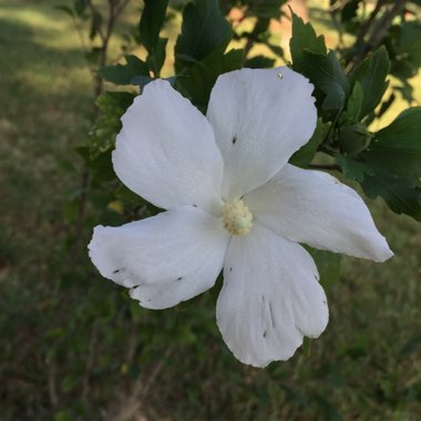 Rose of Sharon 'Diana'