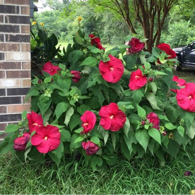 Tropical Hibiscus