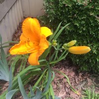 Daylily 'Kwanso'