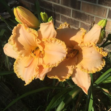 Daylily 'Finders Keepers'