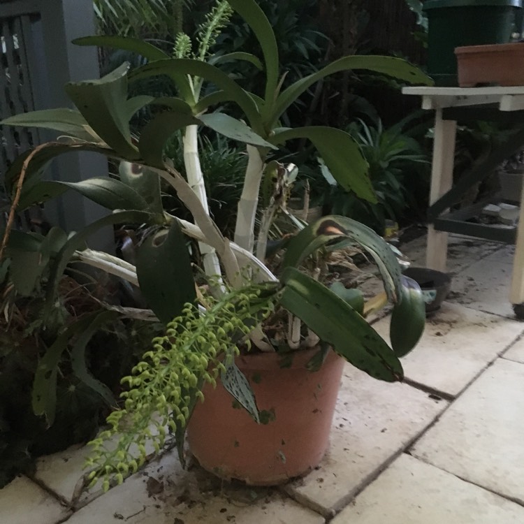 Plant image Dendrobium speciosum