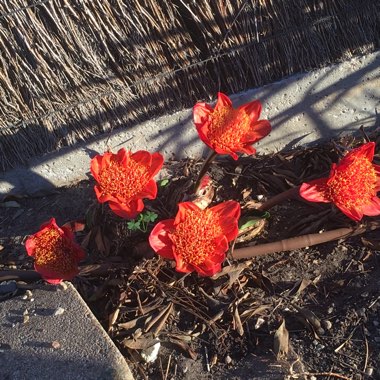 Haemanthus coccineus