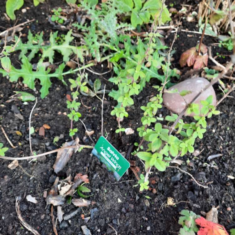 Plant image Salvia microphylla ‘Neon Sage'