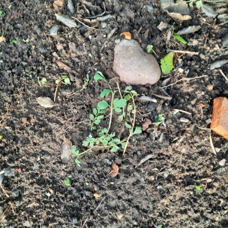 Plant image Corydalis