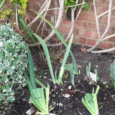 Bearded Iris 'Dangerous Mood' (Tall)