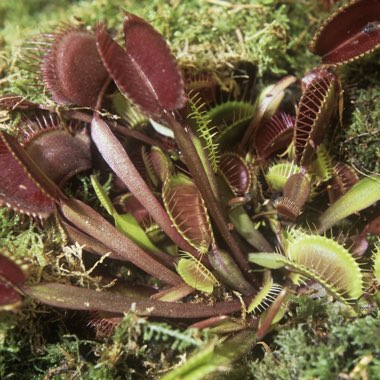 Dionaea muscipula