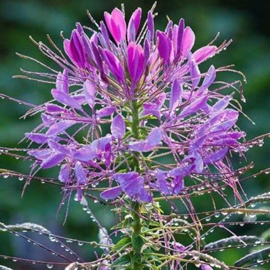 Cleome 'Colour Fountain'