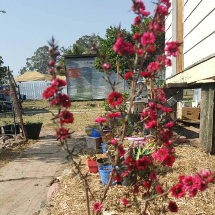 Plant image Leptospermum Scoparium 'Burgundy'