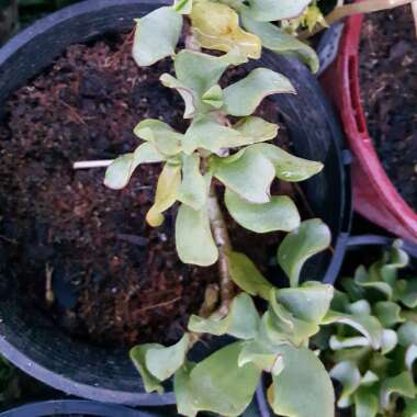 Crassula 'Blue Waves'