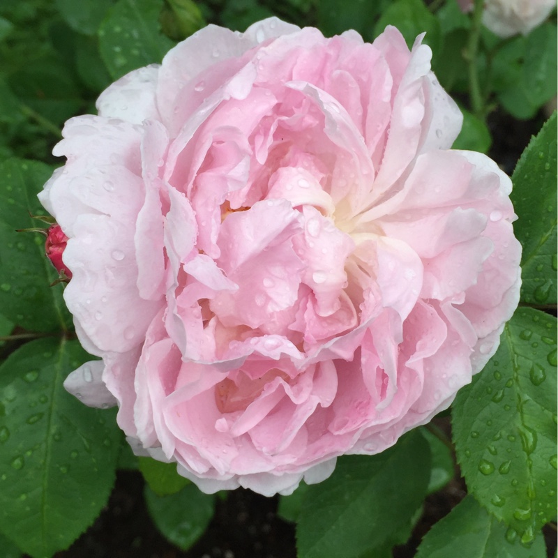 Rosa 'Ausmary' syn. Rosa 'Mary Rose'