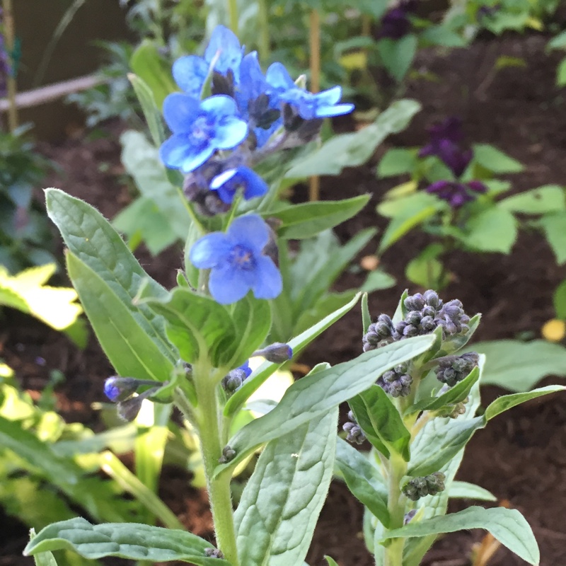 Plant image Cynoglossum amabile