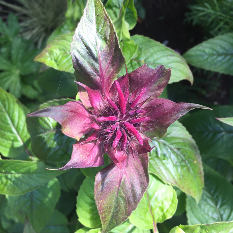 Plant image Monarda Didyma 'Purple Rooster'