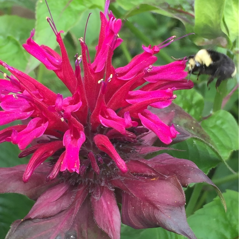 Plant image Monarda Didyma 'Purple Rooster'