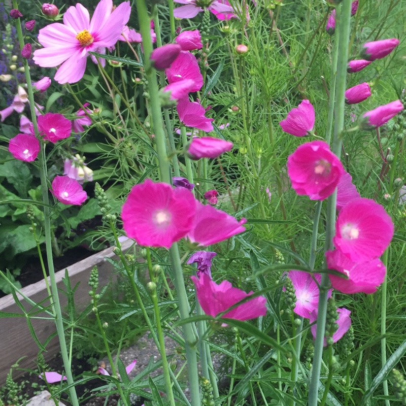 Plant image Sidalcea hybrida 'Party Girl'