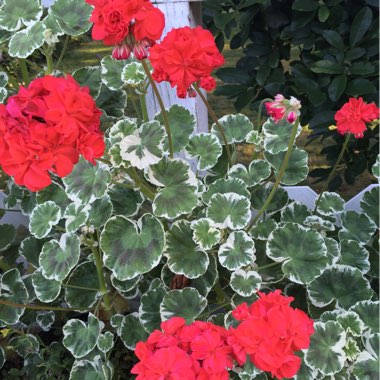 Pelargonium 'Wilhelm Langath'