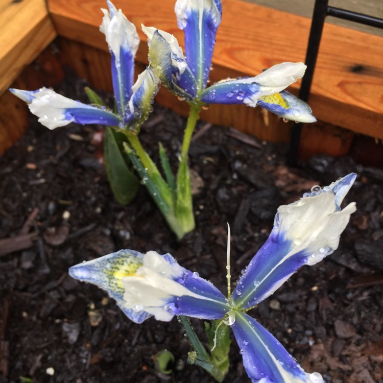 Plant image Iris 'Eye Catcher' syn. Iris reticulata 'Eye Catcher'