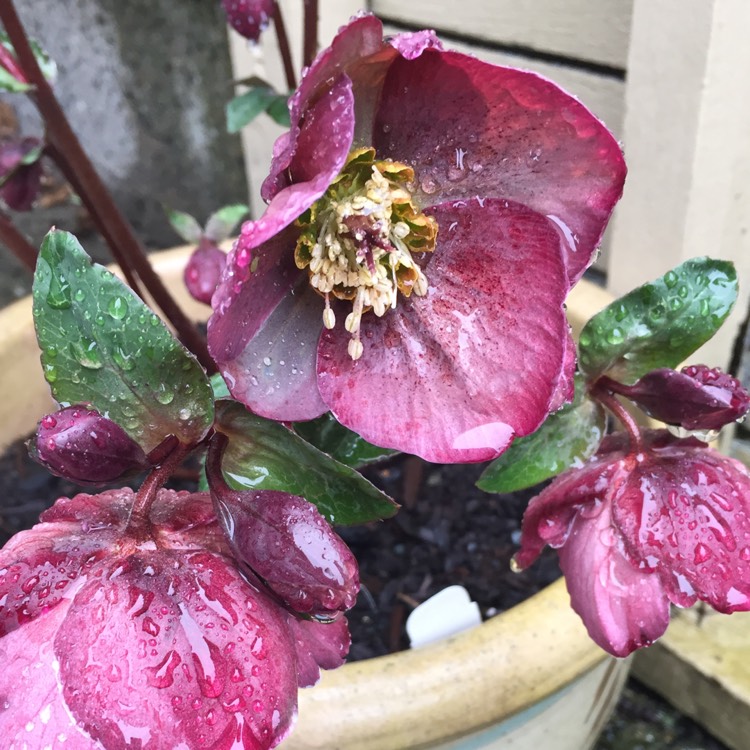 Plant image Helleborus 'Rd09' (Frostkiss Series) syn. Helleborus (Rodney Davey Marbled Group) 'Pippa's Purple'