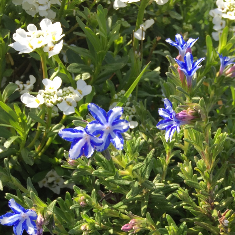 Lithodora diffusa' White Star'