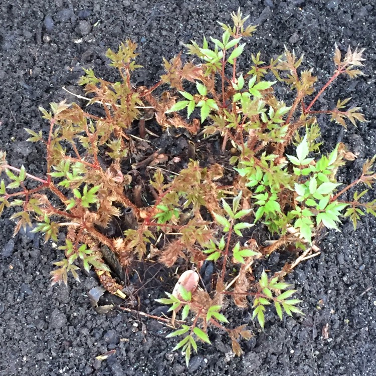 Plant image Astilbe x japonica 'Deutschland'