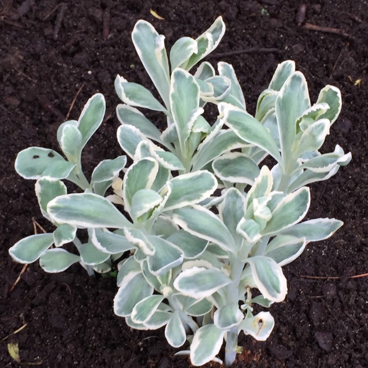 Plant image Sedum 'Frosty Morn'