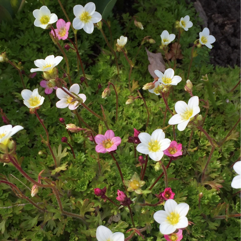 Plant image Saxifraga x arendsii 'Mossy White'