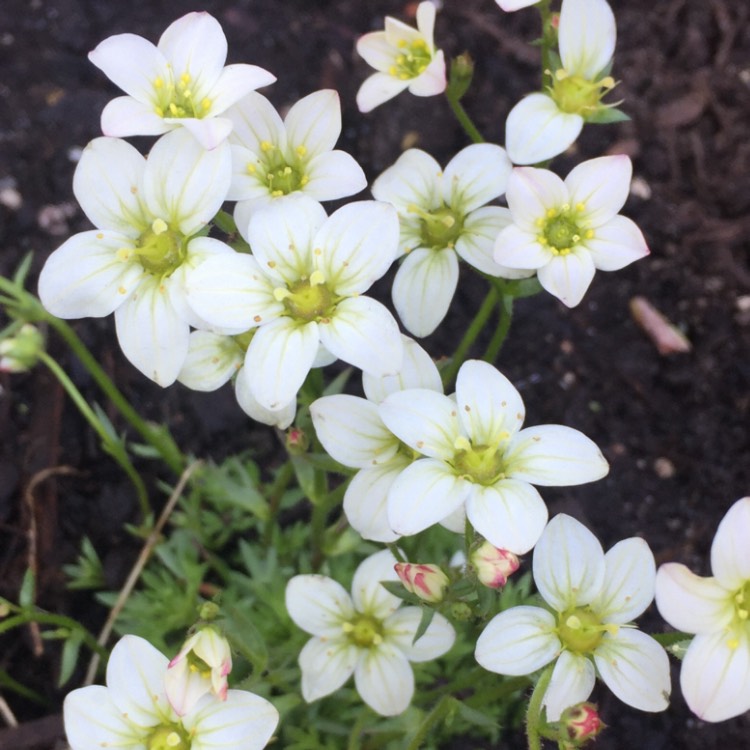 Plant image Saxifraga x arendsii 'Mossy White'