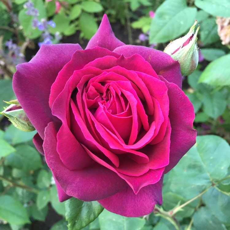 Plant image Rosa 'Gräfin Diana' syn. Rosa 'Dark Desire', Rosa 'Burgundy Panarosa', Rosa 'Comtesse Diana', Rosa 'Madame De Montespan', Rosa 'Royal Parfuma'