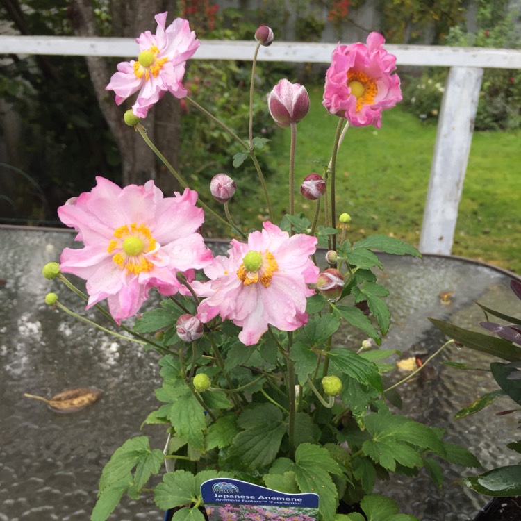 Plant image Anemone x hybrida 'Pocahontas' (Fantasy Series)