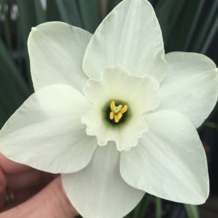 Plant image Narcissus 'Green Eye'