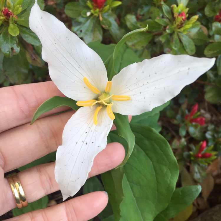 Plant image Trillium ovatum