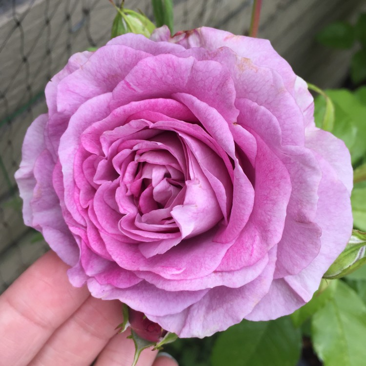 Plant image Rosa 'Violet's Pride'