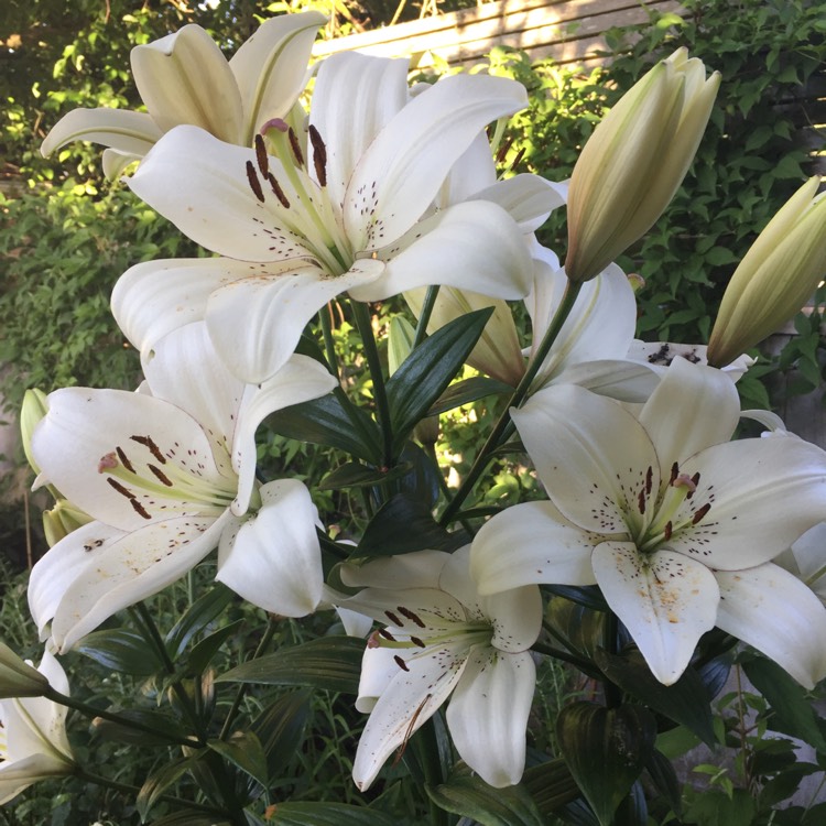 Plant image Lilium 'Eyeliner'