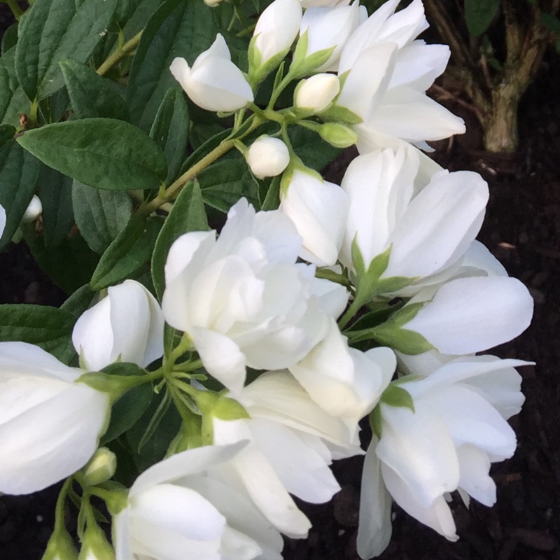 Philadelphus 'Snow Dwarf'