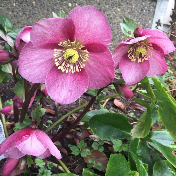 Plant image Helleborus 'Lem 100' (HGC Series) syn. Helleborus 'HGC Madame Lemonnier'