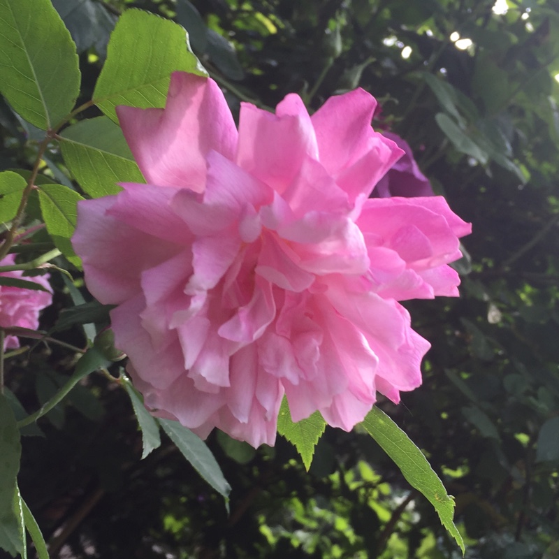 Plant image Rosa 'Old Blush China'